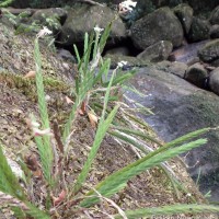 Podochilus sp.